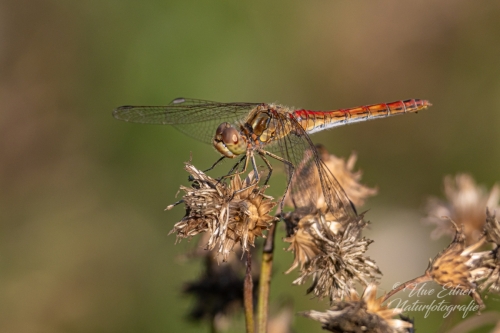 Gemeine Heidelibelle