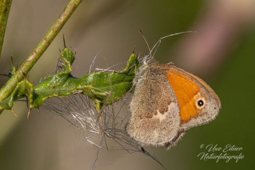 Kleines  Wiesenvögelchen