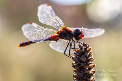 Blutrote Heidelibelle