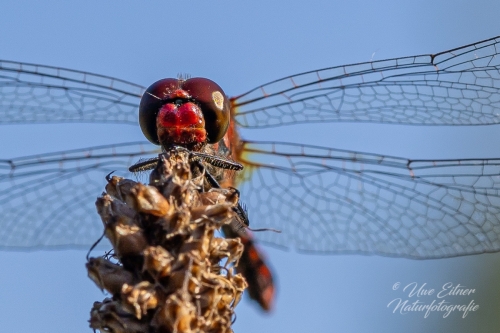 Blutrote Heidelibelle