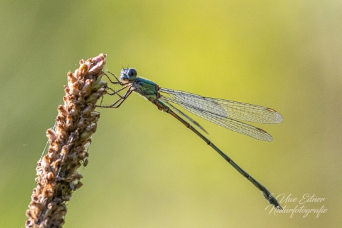 Gemeine Weidenjungfer
