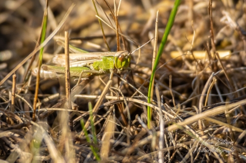 Weißrandiger Grashüpfer