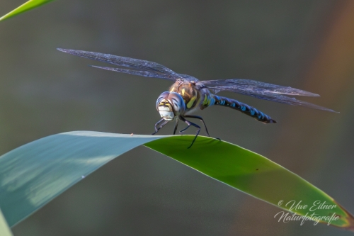 Herbst-Mosaikjungfer