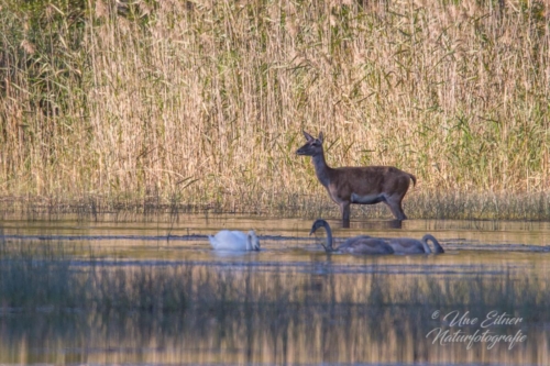 Benutzerdefinierter-Name-085