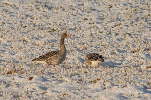 Benutzerdefinierter-Name-036