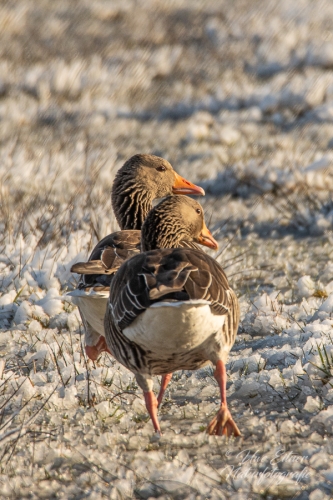 Benutzerdefinierter-Name-042