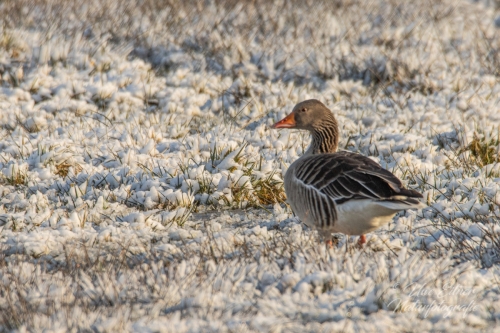 Benutzerdefinierter-Name-044