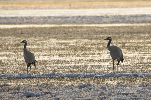 Benutzerdefinierter-Name-057