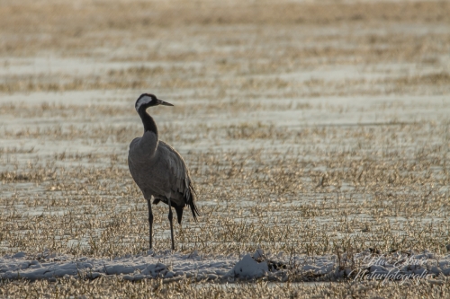 Benutzerdefinierter-Name-069