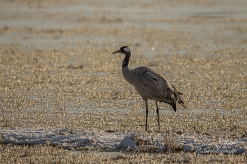 Benutzerdefinierter-Name-081