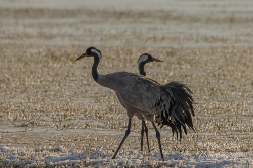 Benutzerdefinierter-Name-106