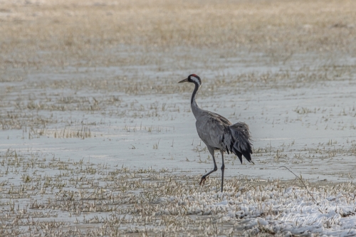 Benutzerdefinierter-Name-113