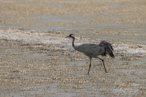 Benutzerdefinierter-Name-115