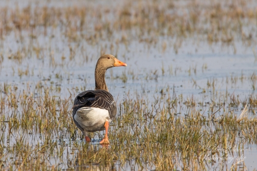 Benutzerdefinierter-Name-143