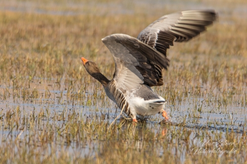 Benutzerdefinierter-Name-153