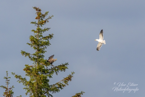 Seeadler und Sturmmöwe