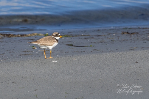 Sandregenpfeifer