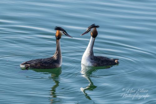 Haubentaucherpärchen im Bodensee