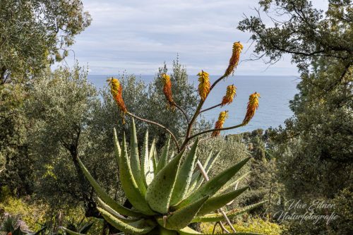 Botanischer Garten Hanbury