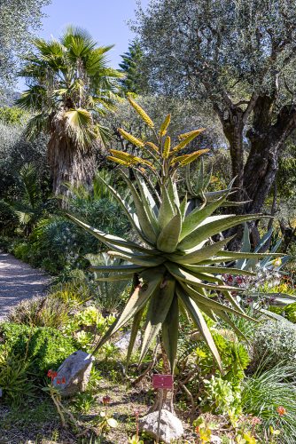 Botanischer Garten von Menton