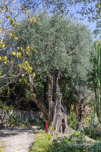 Botanischer Garten von Menton