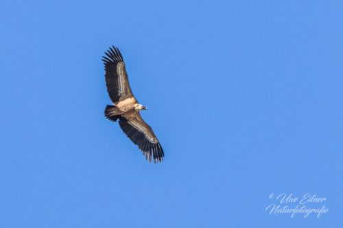 Gänsegeier über Moustiers-Sainte-Marie