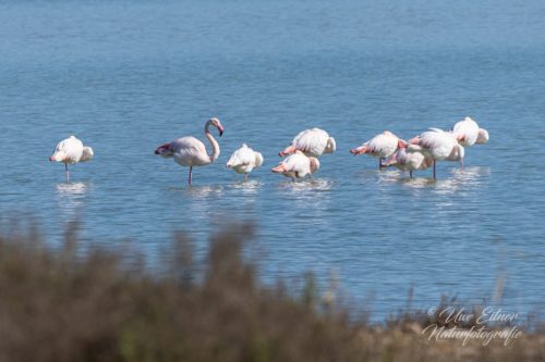 Rosaflamingos in der Saline von Hyères