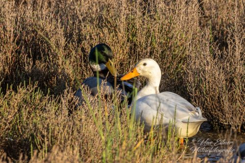 Weiße Stockente in der Camargue