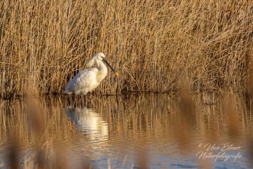 Löffler in der Camargue
