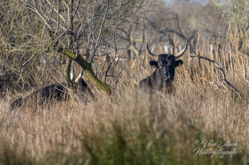 Camargue-Stiere